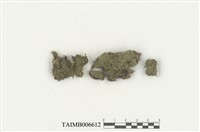 藏品(細鱗蘚屬)的圖片